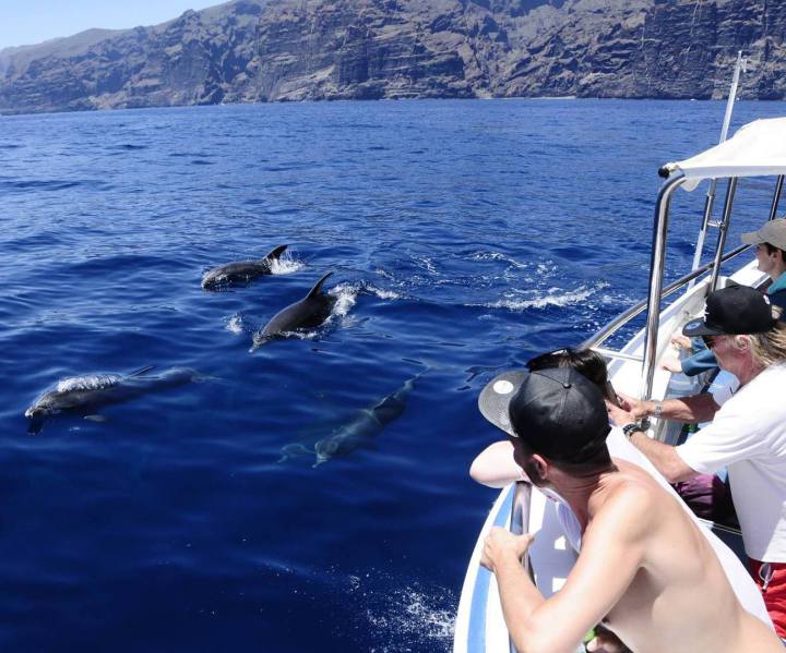 Whale watching Tenerife