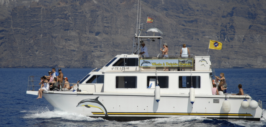 Tenerife whale watching excursions