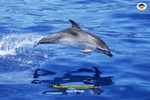 Salto de delfín moteado
